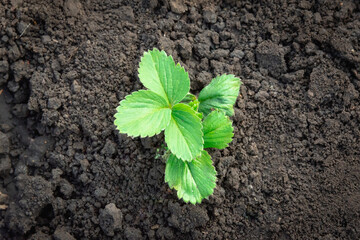 Green strawberry bush, seedlings in the ground (copy space).