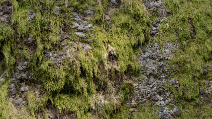 Hintergrundbild Stein mit Moos, Felsen Wand grün grau