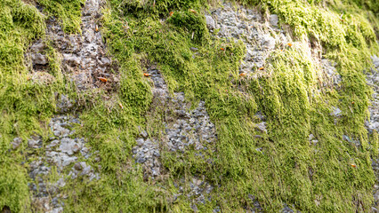 Felswand mit Moos, Hintergrundbild Natur, Stein