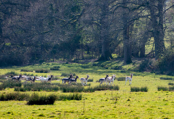 Herd of Roe deer