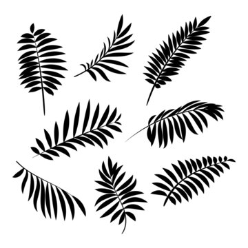 Black silhouette of palm leaves isolated on white. Vector illustration
