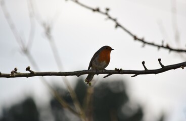 robin perched on a branch