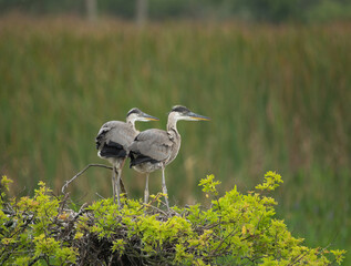 grey heron ardea cinerea