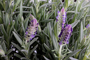Obraz premium Fresh lavender flowers isolated on white background