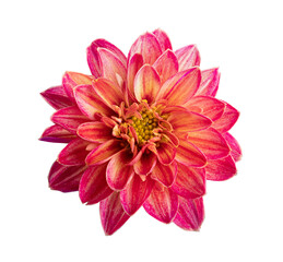 Chrysanthemum flower isolated on white background