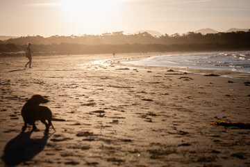 Dog silhouette on sunset beach
