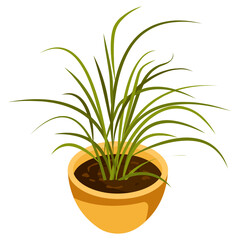 Spider Plant 