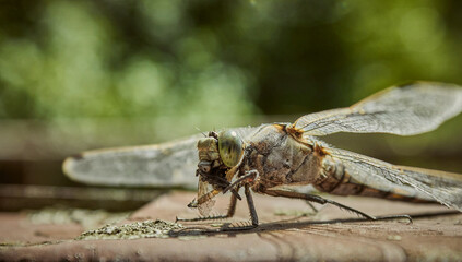 Dragonfly eats a fly. Insect species - Odonata. Dragonfly hunting in the wild for flies.
