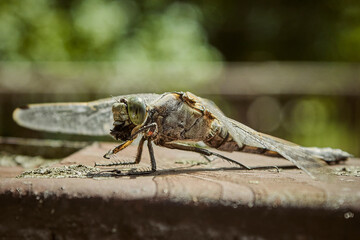 Dragonfly eats a fly. Insect species - Odonata. Dragonfly hunting in the wild for flies.
