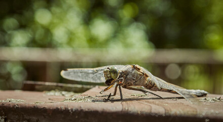 Dragonfly eats a fly. Insect species - Odonata. Dragonfly hunting in the wild for flies.