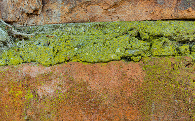 brick and green moss texture background close up