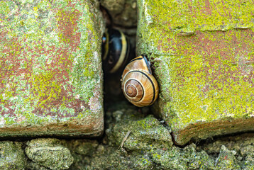 brick, green moss and snail close up © Olga