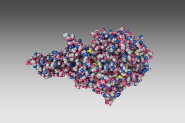 Space-filling molecular model of MERS-CoV complexed with human DPP4 on grey background. Rendering based on protein data bank entry 4l72. Scientific background. 3d illustration
