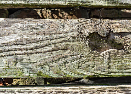 tree testure on sunny day background close up