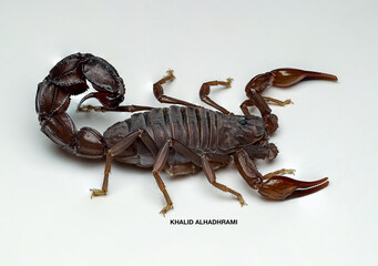 Arabian fat-tailed scorpion, is a species of dangerous scorpion usually found in North Africa and the Middle East