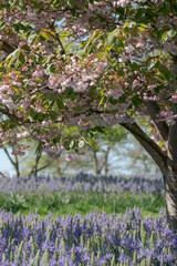 Obraz premium Ornamental blossom tree with pastel pink blooms. Blue Camassia leichtlinii flowers grow in a grassy meadow around the tree. Photographed in springtime in a garden in Wisley, near Woking in Surrey UK.