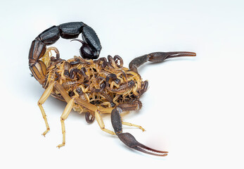 Hottentotta jayakari, the black-tailed alligatorback scorpion
scorpion isolated on white background
