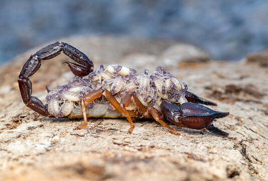 nebo is a genus of scorpions in the family Diplocentridae