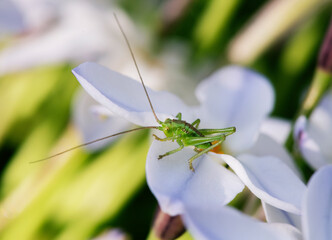 午後の日が当たる、ハナニラの花びらを食べるヤブキリの若齢幼虫_横1