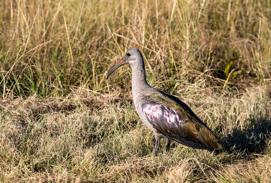 Hadeda ibis, photographed in the Rietvlei Nature Reserve, Gauteng, South Africa.