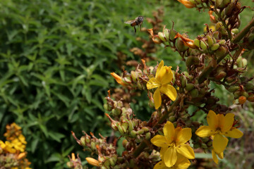 Obraz na płótnie Canvas yellow flowers with bee in background 