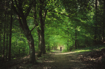 green woods landscape, man walking on forest path