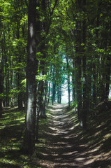 path in forest with green foliage in summer