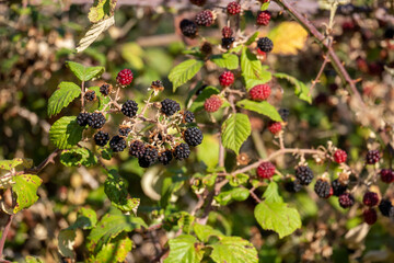 Blackberries on the bush. Fresh organic Black raspberry (Rubus occidentalis)
