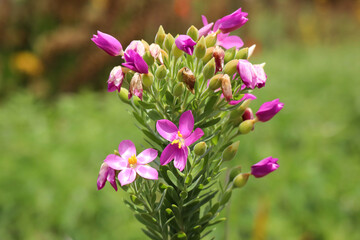 Pink flowers in Kirstenbosch National Botanical Gardens in Cape Town South Africa 