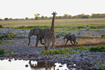 Elephant and calf with Giraffe, at Okaukuejo waterhole, Etosha National Park, Namibia