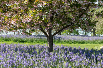 Ornamental blossom tree with pastel pink blooms. Blue Camassia leichtlinii flowers grow in a grassy meadow around the tree. Photographed in springtime in a garden in Wisley, near Woking in Surrey UK.