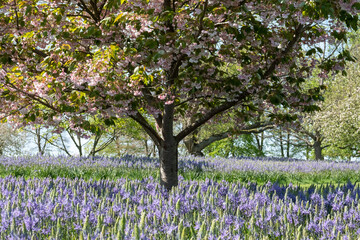 Ornamental blossom tree with pastel pink blooms. Blue Camassia leichtlinii flowers grow in a grassy meadow around the tree. Photographed in springtime in a garden in Wisley, near Woking in Surrey UK.