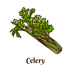 Hand drawn vector illustration of celery isolated on white background.