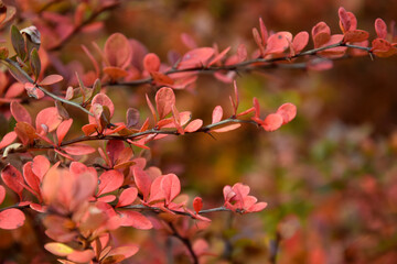 red leaves on a bush during autumn - obrazy, fototapety, plakaty