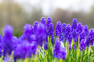Muscari in the city park. Spring flowers grape hyacinth