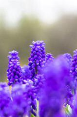 Muscari in the city park. Spring flowers grape hyacinth
