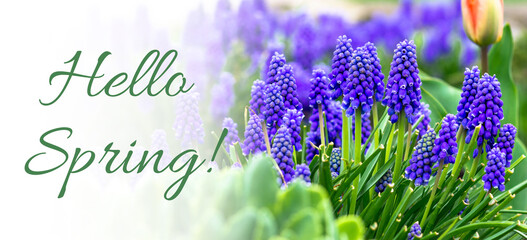 Postcard with the words hello spring. Banner with spring muscari flowers