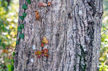 木の幹に絡みついた紅葉したツタ
