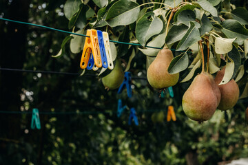 Fresh ripe pears on a pear tree branch. Pears in the garden. Colorful plastic clothespins on a clothesline in the garden.