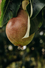Fresh ripe pears on a pear tree branch. Pears in the garden.