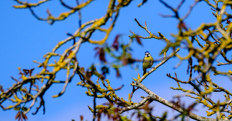 Blue tit in tree 