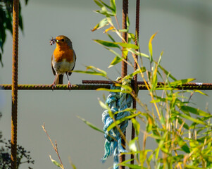 Robin feeding 