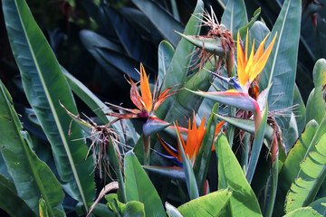red and yellow flower. Strelizia or Bird of paradise flower in the Kirstenbosch National Botanical Gardens in Cape Town South Africa 