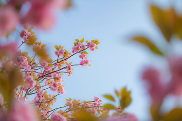八重桜と青空