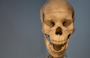 Human skull portrait for anatomy lessons.