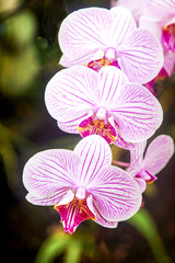 Trio of pink striped phalenopsis orchids showing detail