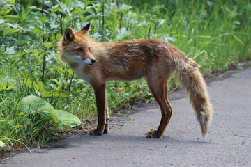 北海道の森から出てきた痩せたキタキツネ