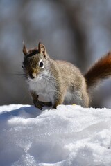 Naklejka na ściany i meble A red squirrel in winter, Sainte-Apolline, Québec, Canada