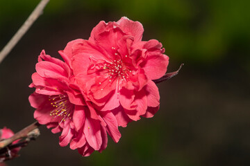 In spring, bright red elm leaves and plum blossoms are in full bloom
