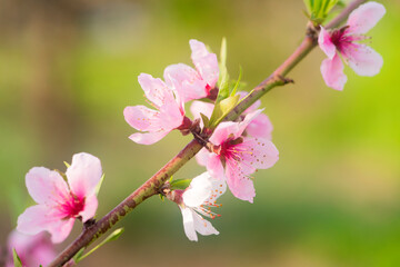 In spring, the peach trees and beautiful peach blossoms in the peach garden bloom one after another